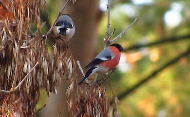 Перед первым снегом на Обуховщину прилетели снегири