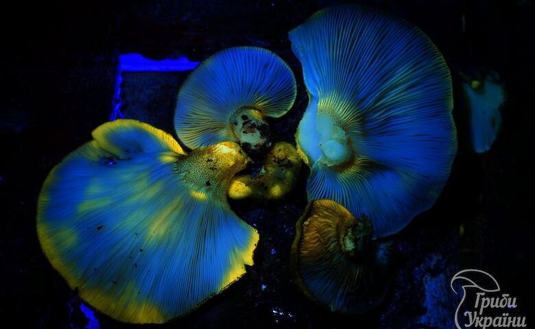 Гриби, що світяться у темряві сфотографували у Києві: в чому причина явища