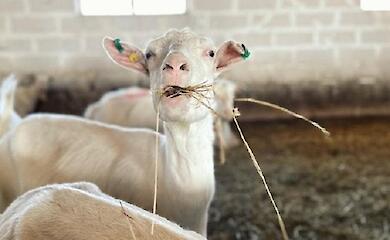 Ферма из Обуховского района создает натуральную молочную продукцию: от земли до вашего стола