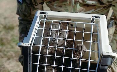 Операція 'ГУР-КІТ': розвідники врятували котів зі Зміїного