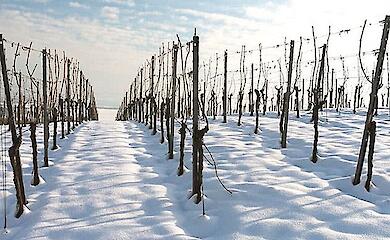 Местная экзотика: на Обуховщине приглашают на экскурсию по заснеженным виноградникам