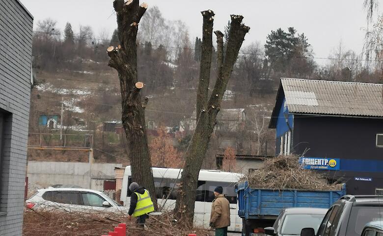 Кронирование деревьев в Обухове: выживают сильнейшие