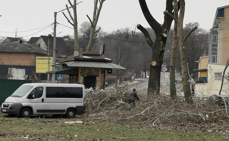Кронирование деревьев в Обухове: выживают сильнейшие