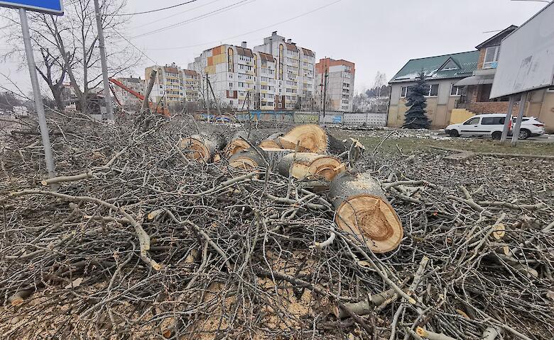 Кронирование деревьев в Обухове: выживают сильнейшие