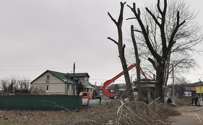 Кронирование деревьев в Обухове: выживают сильнейшие