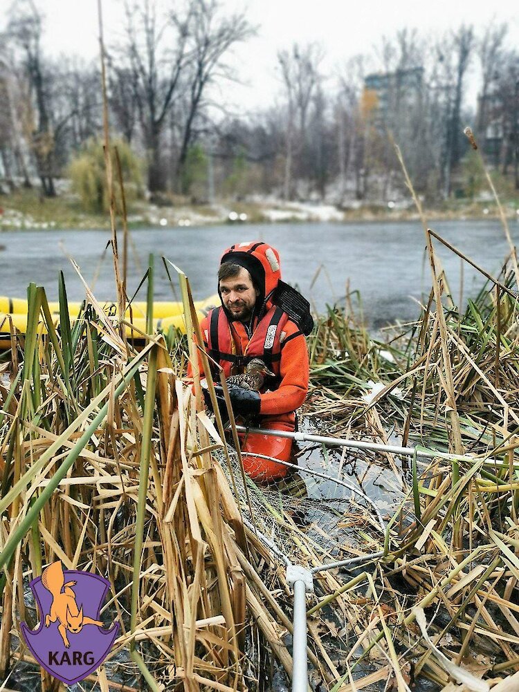 В Козине из замерзающего водоема спасли раненую утку