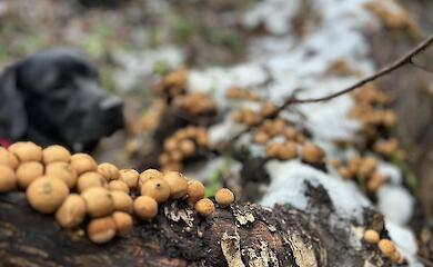 На лесу на Обуховщине заметили "колонизатора": оккупирует мертвую древесину