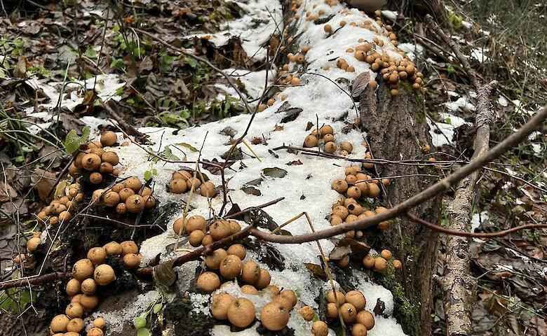 В лесу на Обуховщине заметили "колонизатора": захватывает мертвую древесину
