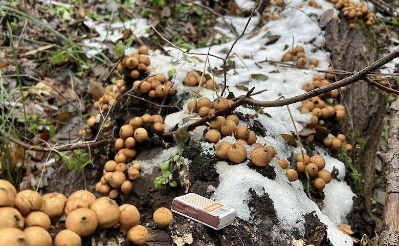 В лесу на Обуховщине заметили "колонизатора": захватывает мертвую древесину