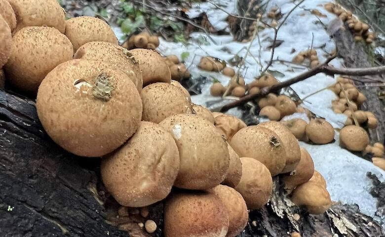 В лесу на Обуховщине заметили "колонизатора": захватывает мертвую древесину