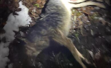 В Обухове появился свой &laquo;Святогор&raquo;? Житель громады из ружья застрелил собаку и чуть не ранил женщину