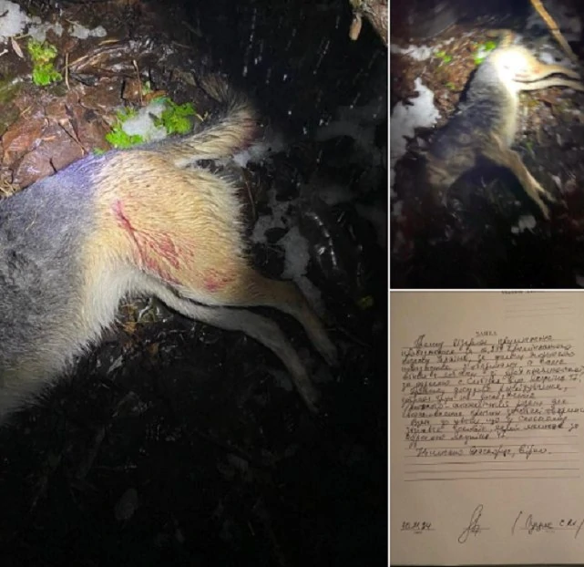 Житель Обуховской громады застрелил собаку и чуть не ранил женщину