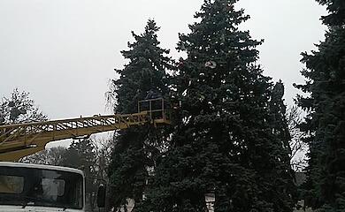 Праздник приближается: в Кагарлыке украсили живую новогоднюю елку