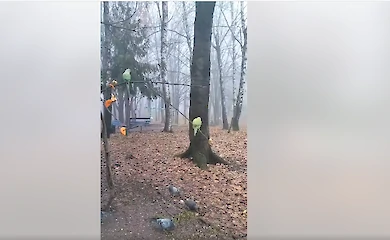 На улице мороз, а в кормушках для птичек роскошествуют тропические попугаи