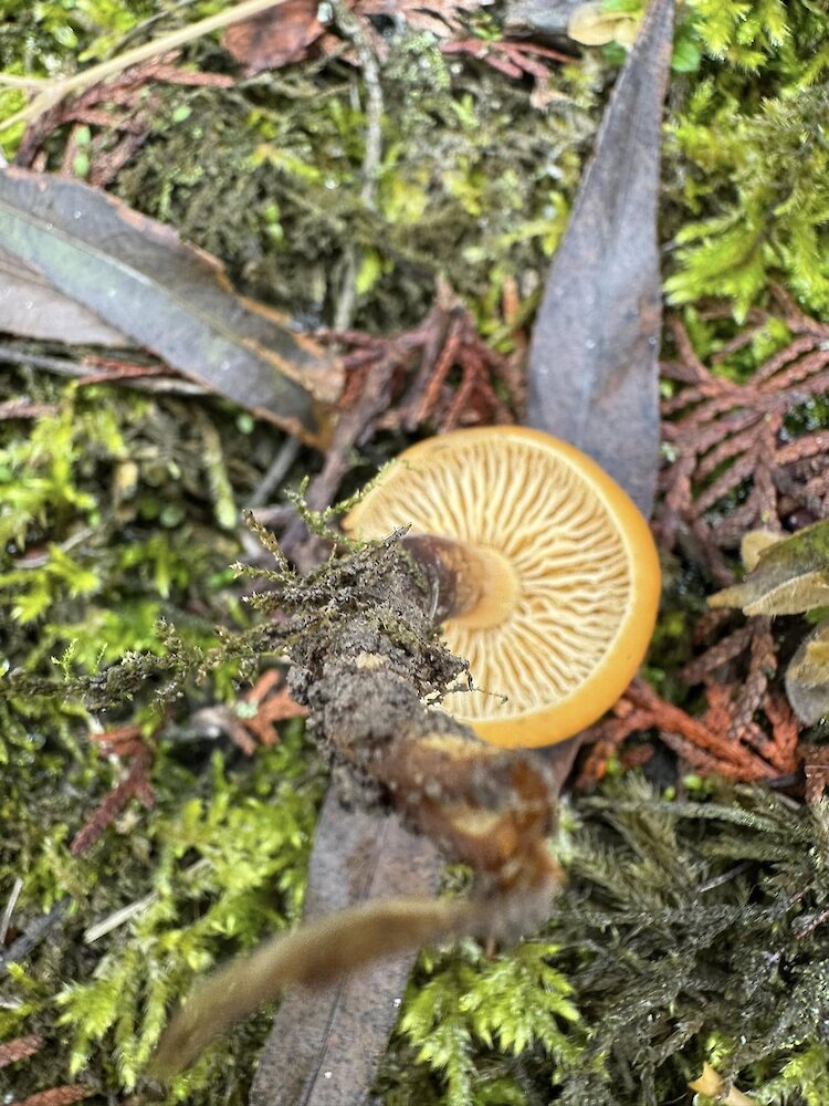 В Обуховском районе нашли обычного гриба в необычных условиях