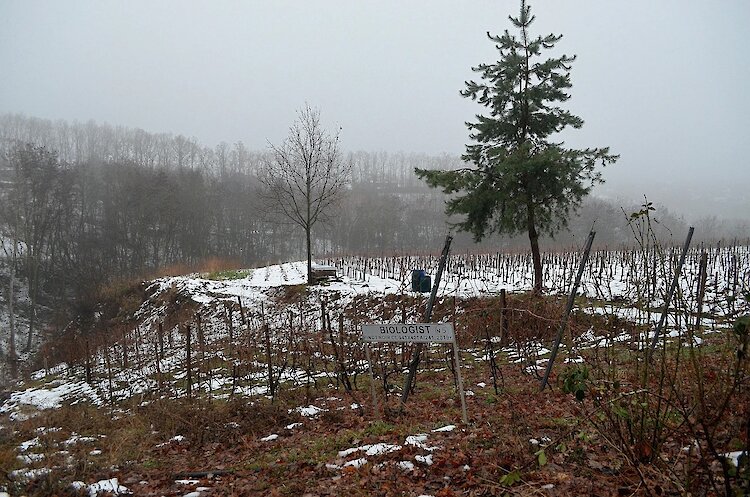 В винодельне неподалеку от Обухова создают древние вина