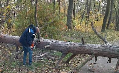 Непогода повалила еще одно дерево в Кагарлыкском парке