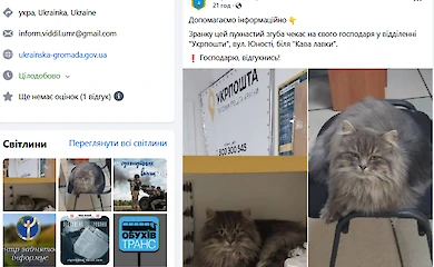Мэрия Украинки начала постить котиков: что это может значить