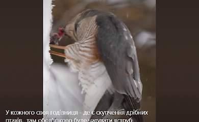 Яструба, котрий снідав синицею зняли на відео: контент не для нервових і чутливих