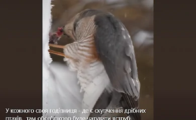 Ястреба, который завтракал синицей сняли на видео: контент не для нервных и чувствительных