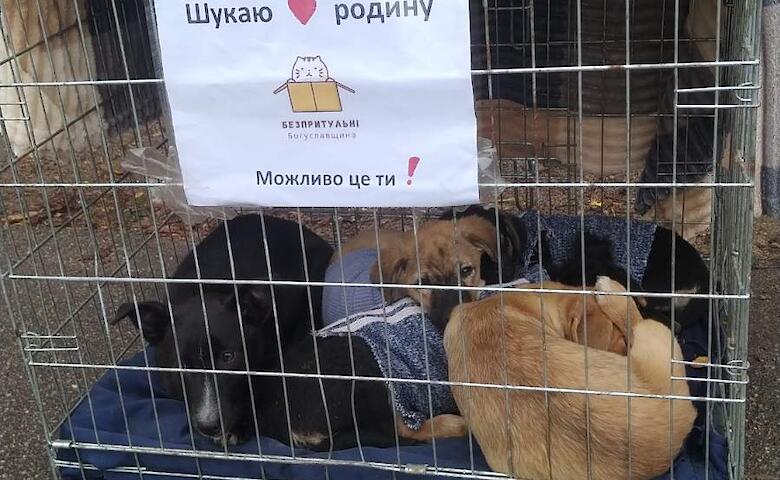 Около четырех тысяч животных простерилизовали в Богуславской громаде за 2 года