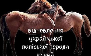 Восстановление исчезающей породы украинских лошадей это способ приобщиться к историческому проекту