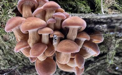 Несмотря на изменения погоды в обуховских лесах растут "грибы-подснежники"