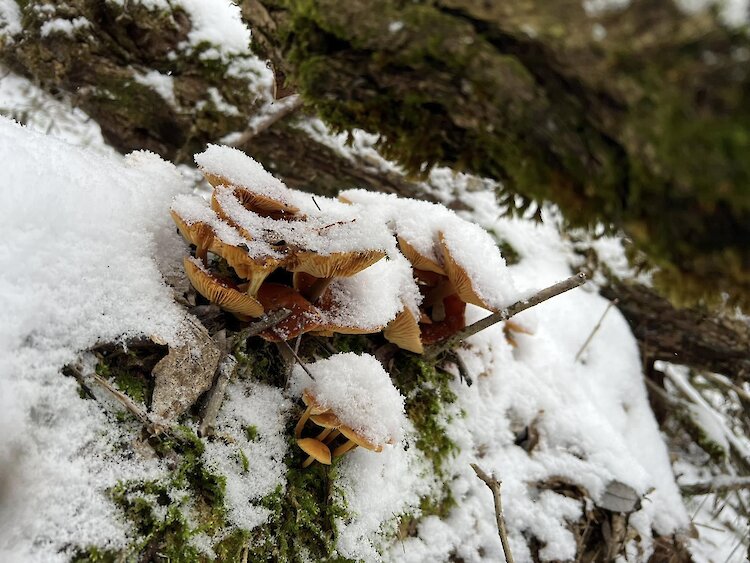 Несмотря на изменения погоды в обуховских лесах растут "грибы-подснежники"