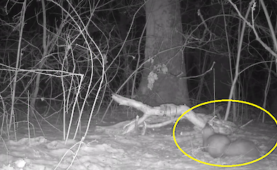 Під Києвом до фотопастки потрапила нічна мешканка зимового лісу (відео)