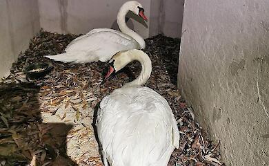 В Подгорцах из замерзающего озера спасли 3 лебедей