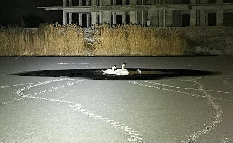 В Подгорцах из замерзающего озера спасли 3 лебедей