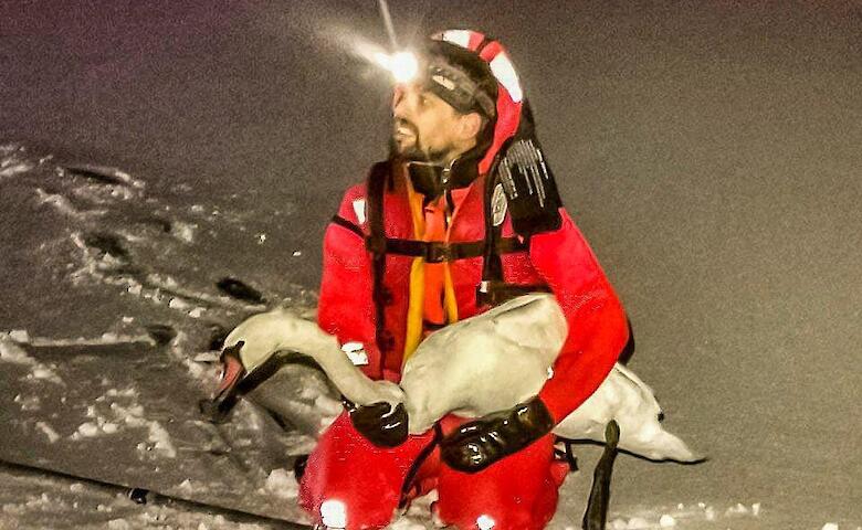 В Подгорцах из замерзающего озера спасли 3 лебедей