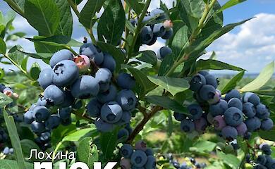 Голубика Дюк - идеальный выбор для урожайного сезона на Обуховщине