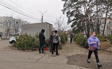 В Обухові зловили продавців нелегальних новорічних ялинок