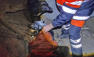 Из глубокого высохшего водоема возле Обухова спасли четырех собак