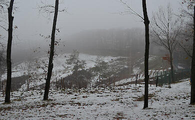 В Обуховском районе выращивают виноград для уникального украинского вина