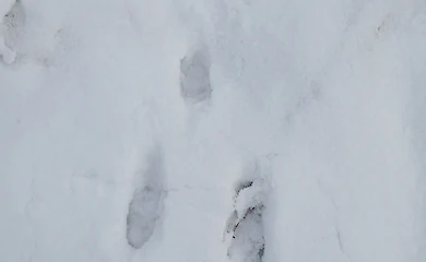 Несподівані гості: хто залишив сліди біля будинку