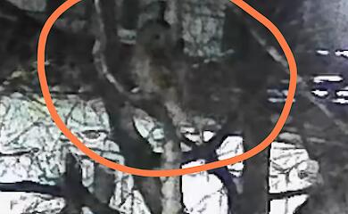 Камера зафиксировала загадочного ночного гостя: кого заметили во дворе