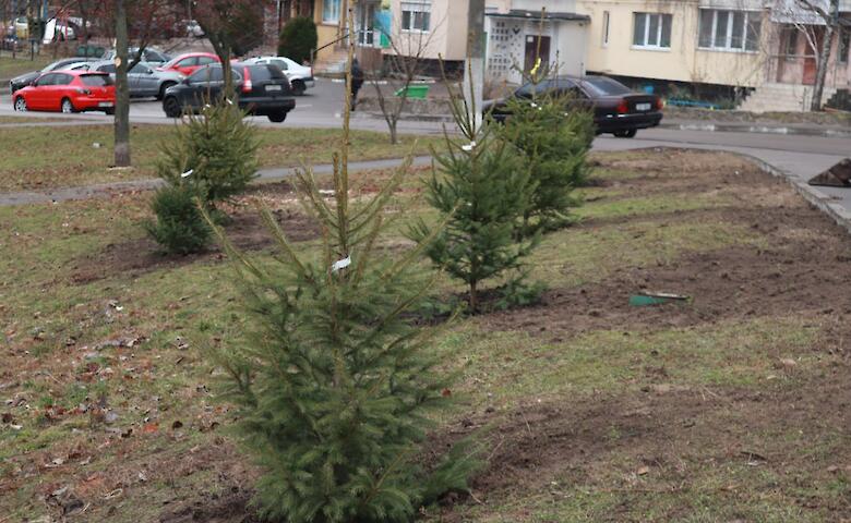 Неподалеку от Аллеи Героев в Обухове высадили молодые елки