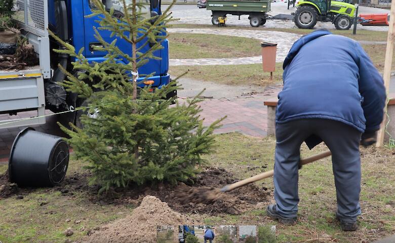 Неподалеку от Аллеи Героев в Обухове высадили молодые елки