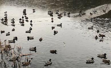 В Голосеевском парке провели зимний учет водоплавающих птиц