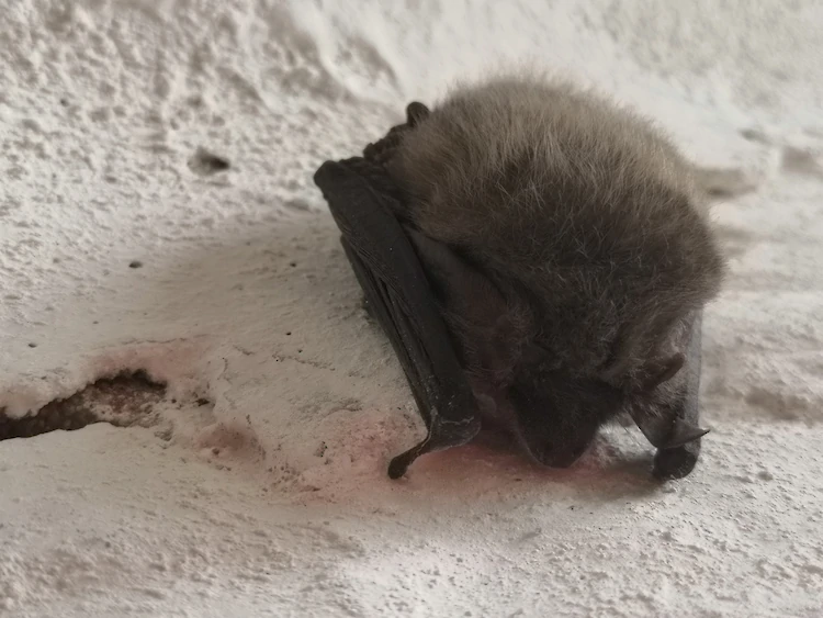 В погребе на Обуховщине нашли интересного гостя: говорит, зимует