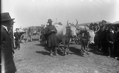 Обухів, люди, воли на початку 20 століття: гіпотези щодо однієї світлини