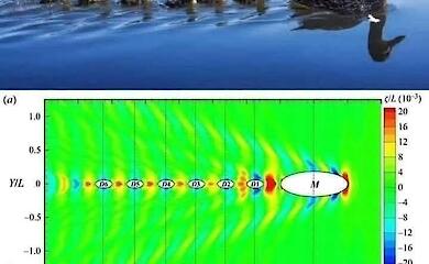Секреты физики: почему утята плавают в линии за матерью