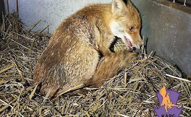 В Обуховском районе спасли раненую лису и сбитого щенка