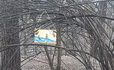 Грецкие орехи помогают найти общий язык с птицами в украинских парках