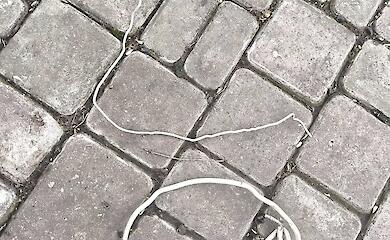 Птицы-инженеры: в Киевской области заметили необычное поведение сорок