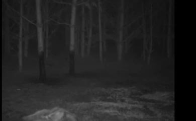 Фотопастка зафіксувала вовка: рідкісні кадри дикої природи України