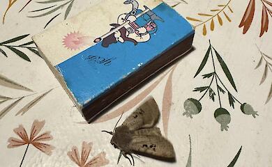 Могут ли бабочки летать зимой: обуховские - могут все (фотодоказательство)