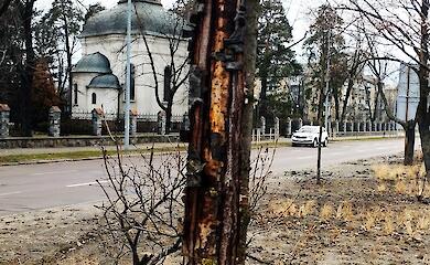 Сакуры на грани уничтожения: как Киевзеленстрой погубил экзотические деревья